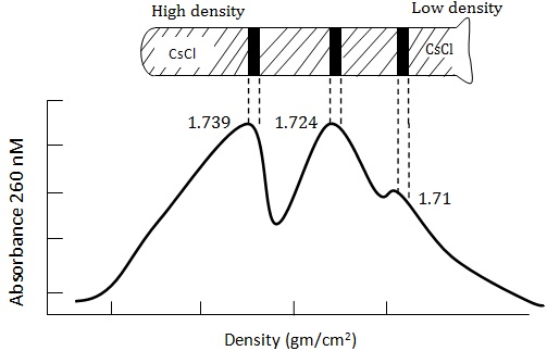 Banding pattern of DNA in cesium density